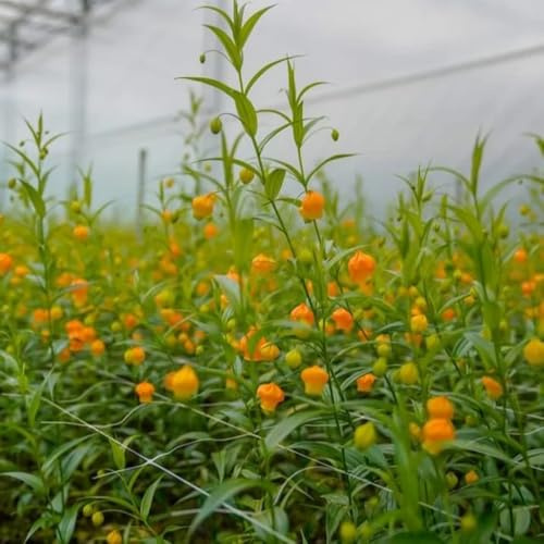 Semillas de Sandersonia aurantiaca, jardín, lirio linterna de primavera, silvestres en resistentes raras, decoración 125pcs