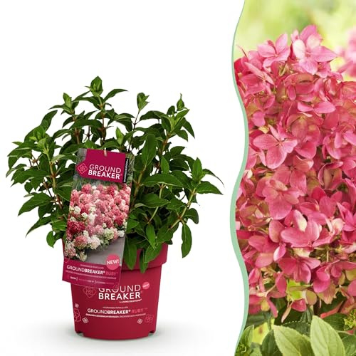 Hydrangea panniculata Groundbreaker Ruby - Hortensia - Hardy - Roja - 20-25cm - Ø14cm - Planta de jardín