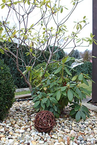 MANGGUO Dekorative Weidenkugel, handgefertigt (15 cm)