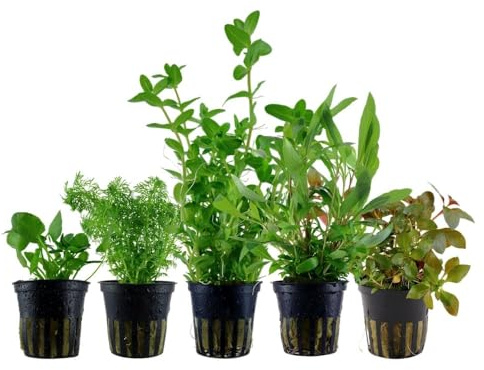 AquaOne Aquarium Pflanzen I 5x Wasserpflanzen I Schnellwachsende Anti Algen Aquarienpflanzen I Bacopa Limnophila Hygrophila Ludwigia Nymphoides I Algenkiller Set