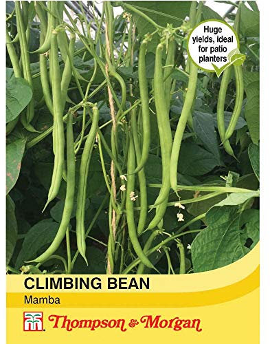 Thompson & Morgan - Vegetable - Climbing Bean Mamba - 40 Seed