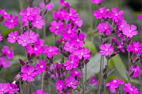 Red Campion - Silene dioica Wildflower - 1000 Seeds | Perennial Native UK Wild Flower. Pink Flowers - Sow in Spring or Autumn