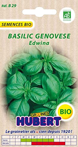 Graines de Basilic Genovese Edwina BIO - 1 gramme | Semences Biologiques & Reproductibles