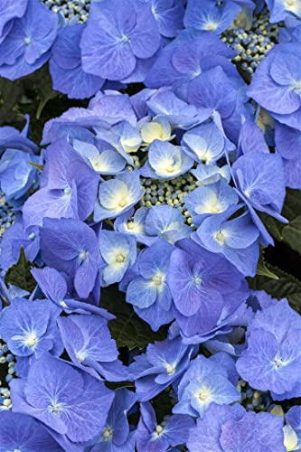 Hydrangea macrophylla 'Blaumeise' 125–150 cm – Winterhart, Mehrjährig, Pflegeleicht – Bauernhortensie – Blütenstrauch für Garten & Kübel