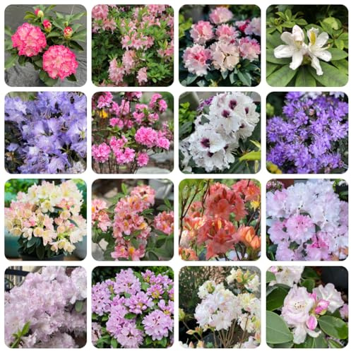 semi di rododendro - azalea resistente perenni esterno appartamento 30pcs