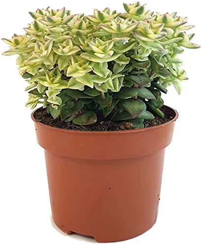 Fangblatt - Crassula perforata variegata - exotische Sukkulente - pflegeleichte Zimmerpflanze