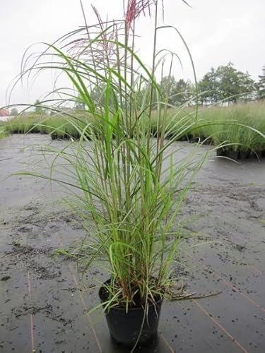 Miscanthus sinensis Ferner Osten - Garten-Chinaschilf Ferner Osten