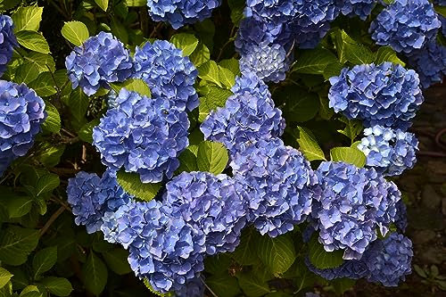 1st. Gartenhortensie “Hydrangea macrophylla” 30-40cm im Topf- blau