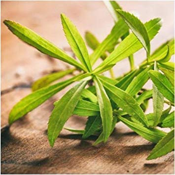 vegherb Paket von 500 Samen, Russische Estragon Seeds (Artemisia Dracunculus)