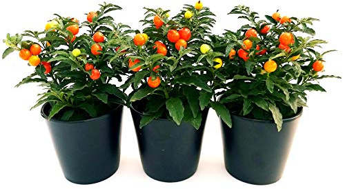 POWERS TO FLOWERS - SOLANUM DA BACCA, CILIEGIO DI GERUSALEMME 3 PIANTE, Piante vere