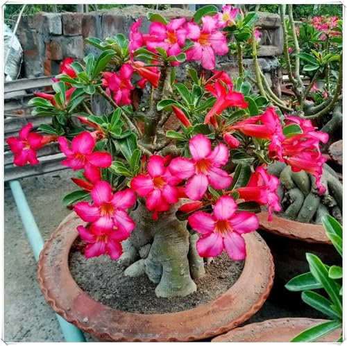 Rosa del Deserto Bulbo Decorativo per Interni ed Esterni-2Bulbos-C
