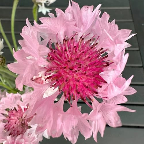 semi biologici di fiordaliso tappezzante perenne resistente di fiordaliso biologici aiuola rare, decorazione soggiorno decorativi resistenti balcone 400pcs
