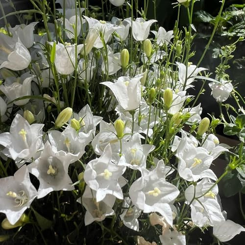 semi di campanula - varietà antiche biologiche rampicanti, esotiche decorazioni giardino per esterni balcone rare rampicanti giardino 250pcs