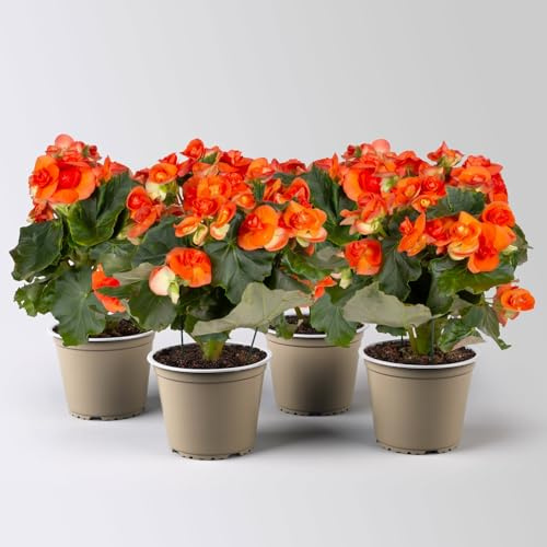 Elatior-Begonie, orange, Topf-Ø 14 cm, Höhe ca. 20-27 cm, 4 Pflanzen