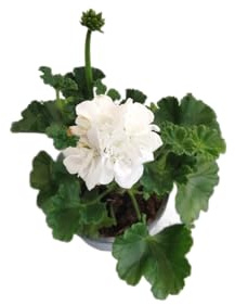 DECOALIVE Geranio Blanco – Planta Natural para Decoración de Jardín, Terraza y Balcón