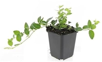 Exotenherz Bodendecker - Kleinblättriges Immergrün - Vinca minor 'Ralph Shugert' - 9cm Topf - Set mit 40 Pflanzen