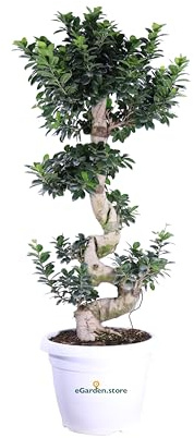 Bonsai Ficus Ginseng S Shape bonsai tronco spirale ornamentale da arredo interno pianta vera venduta da eGarden.store (Vaso 35 cm)