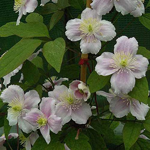 Clematis Montana Rubens- Clématite des montagnes 'Rubens' 50-60 cm en conteneur