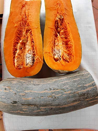 NEAPOLETAN LONG PUMPKIN SEEDS