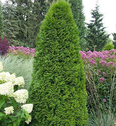 Smaragd Lebensbaum 100-125cm - Thuja occidentalis - lebende Gartenpflanze aus den Baumschulen