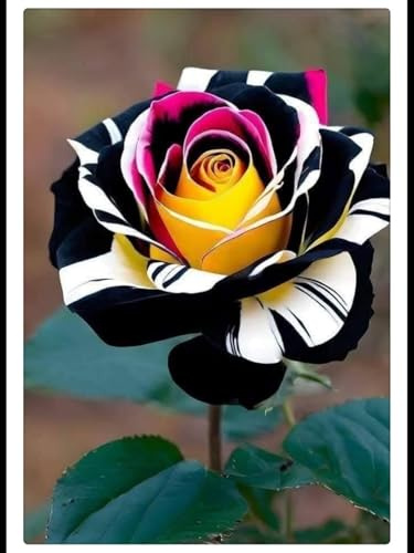 Rizoma de rosa Fragancia exquisita. perenne. Adaptable.Puro amor. Resistente al frío.-1 Rizoma-C