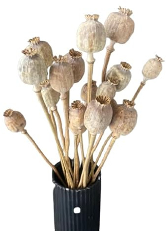 Ramo de Frutos Papaver Flores Secas Artesanales para Proyectos Creativos