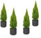 SMPLY. - Pack 4 Ciprés Wilma Goldcrest - Ciprés Limón - Altura Aproximada: 30 cm- Maceta de 13cm de diámetro - Decoración en Casa u Oficina - Embalaje Protector y Tierra Húmeda (Ceramica NO inlcuida)