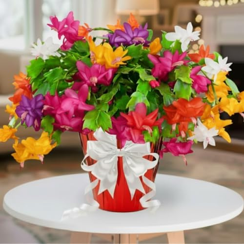 1 Thanksgiving Christmas Cactus Plants Live in 4 Pot, Houseplant Holiday Cactus, Vibrant Single Color Blooms Indoor Outdoor, Zygocactus Like, Winter Hardy (Random)