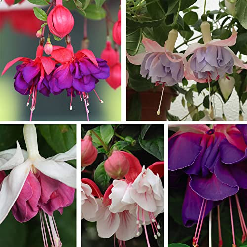 Fuchsia Plants Outdoor Garden Ready ‘Giant Flowered Collection’ Garden Plant Half-Hardy Perennial Easy to Grow Your Own Flowering Garden Plants 20x Posti Plug Plants by Thompson and Morgan