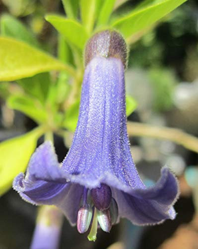 Blu Iochroma ^ L'ange trompette d'Iochroma Australe-Mini - Brugmansia di Cousin> Semi