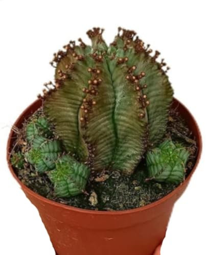 Planta natural cactus Euphorbia Polygona, maceta de 13 cm. Suculenta con tallos triangulares, fácil de cuidar. Segura Garden.