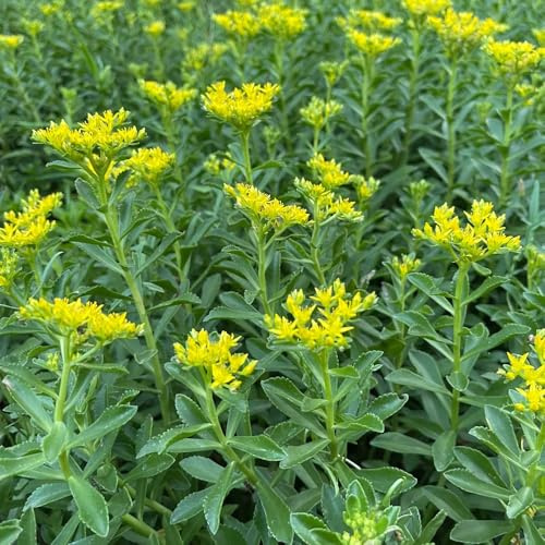 semillas de sedum cobertura del suelo - interior para balcón o invernadero, exóticas 100pcs