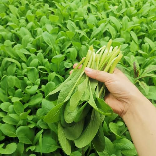 Semillas de pak choi, hojas de mostaza china, orgánico decoración sala estar decoración rara decoraciones jardín exteriores balcón interior 150pcs