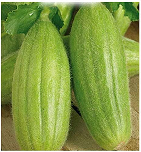 CAROSELLO MEZZO LUNGO BARESE NR.40 SEMI