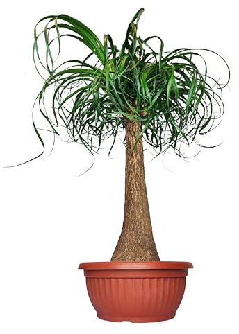 I GIARDINI DI GIULIA - Beaucarnea Piede d'Elefante, Mangiafumo, Pianta Vera da Interni, 75 cm Altezza, Vaso 30 cm, Purificazione dell'Aria
