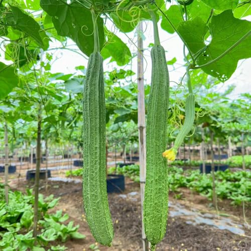pepino esponjoso de semillas luffa, regalo balcón jardín variedades antiguas interior cobertura del suelo perennes resistentes 120pcs