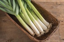 200+KING RICHARD LEEKS Organic Non-Gmo Seeds Gourmet Spring Garden/Container