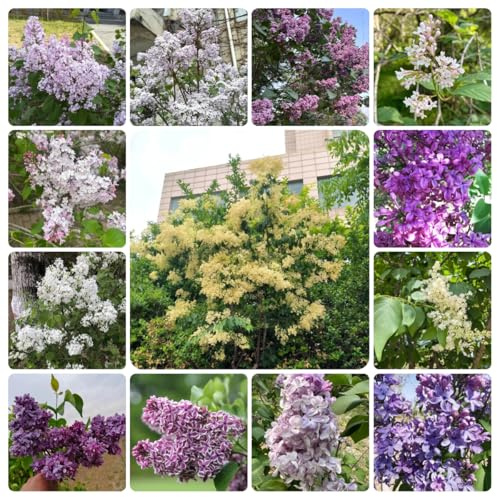 semi di lillà - biologici da balcone primavera perenni decorative 300pcs