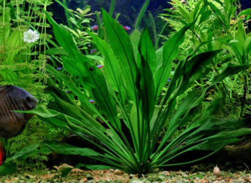 Echinodorus Amazonicus x 3 Plantas - Plantas Naturales para acuarios