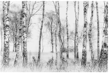 Bilderwelten Fototapete Wald 255 x 384 cm Vlies-Tapete XXL Waldtapete Birkenwald Schwarz-Weiß Smart Wandtapete Wanddekoration Wohnzimmer Schlafzimmer