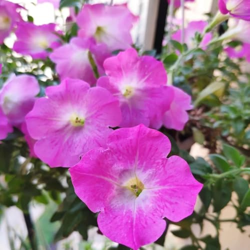 semillas de petunia colgando de perennes, decoración de otoño petunia petunia raras, decoración de salón decoraciones, 450pcs