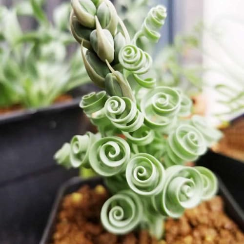 Semillas de Albuca Spiralis,Regalos inusuales,decoraciones para jardines al aire libre.20pcs