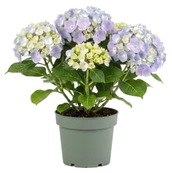 Hydrangea Macrophylla Azul Natural Hortensia - DECOALIVE Planta Viva para Exterior Maceta 10 cm Altura 20 cm