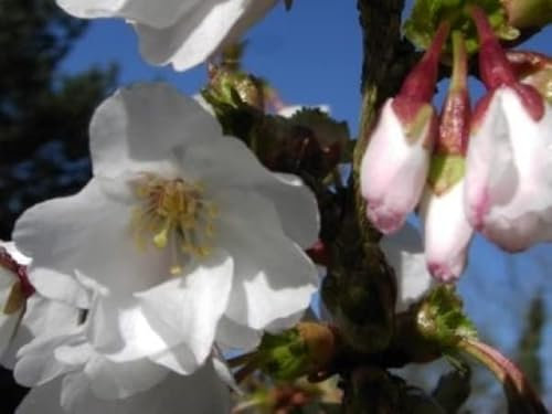 Kurilenkirsche Brillant - Prunus kurilensis Brillant 60-100cm