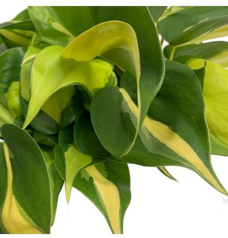 Potho Philodendron Brasilf Exótico Natural la Planta Colgante Ideal para tu Hogar