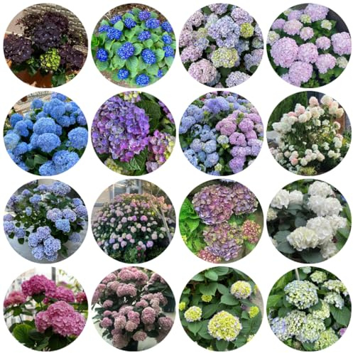 semillas resistentes de hortensias - balcón, hortensia macizo de, abejas perennes 200pcs