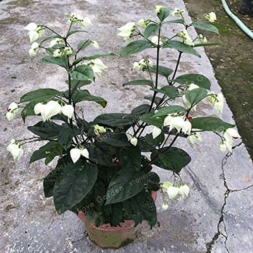SVI Fresh 100 PCS Clerodendrum Thomsonae Hanging Flower Seeds for Planting White 2