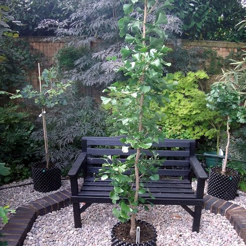 Vivai le Georgiche - Pianta vera di Ginkgo biloba Denise - vaso Ø 18 cm - altezza alla vendita 30-40 cm