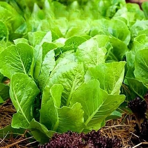 Romaine Lettuce 'White Dunsel' - 1000 Seeds + Freebie + Plant tag - Lactuca Sativa