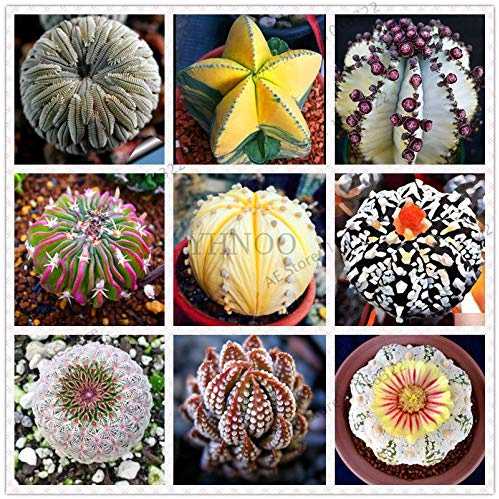 Generico 5 semi di ciliegio Nero - Prunus serotina